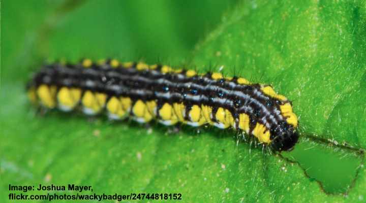 Neighbor Moth Caterpillar (Haploa contigua)