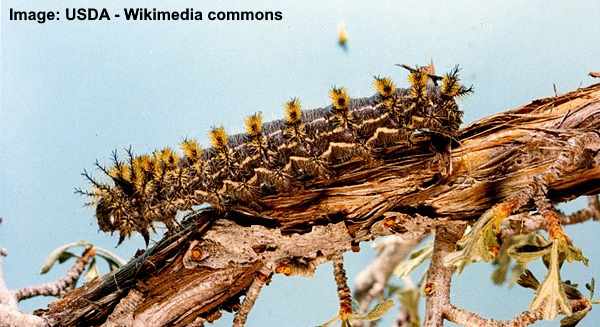 Common Sheep Moth Caterpillar (Hemileuca eglanterina)