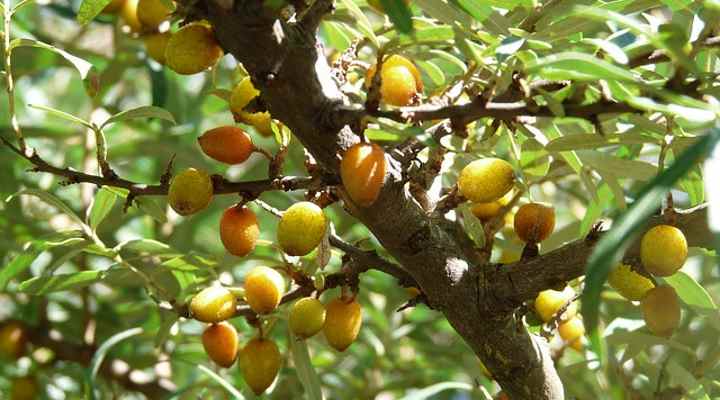 Sea Buckthorn (Hippophae rhamnoides)