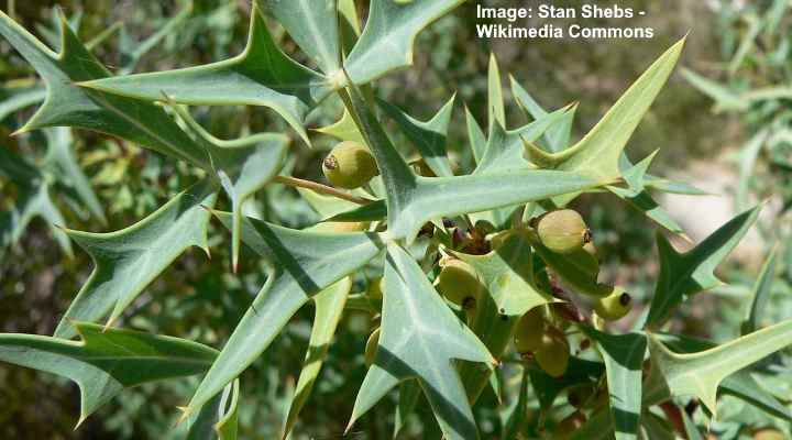 thorny bushes