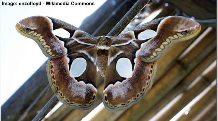 20 Types of Beautiful Moths (With Pictures) - Identification Guide