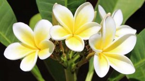 Plumeria Tree: Flower, Fertilizer, Cutting Propagation and Care Guide