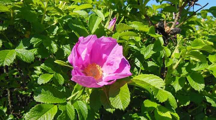 Thorny Rose Shrub (Rosa rugosa)