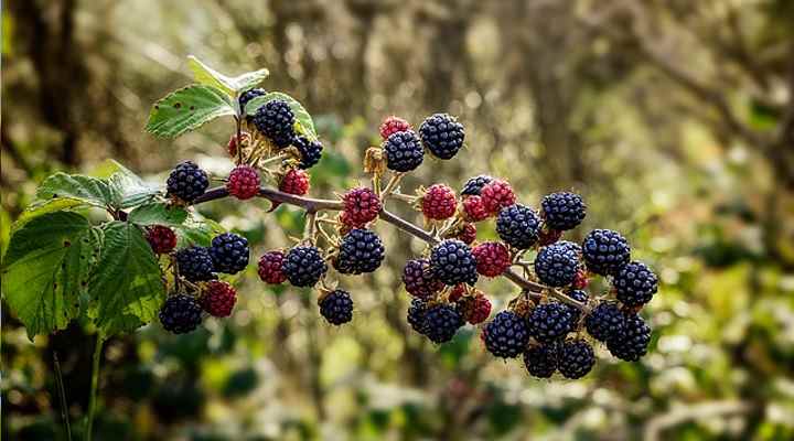 Spiky Blackberry Shrub (Rubus fruticosus)