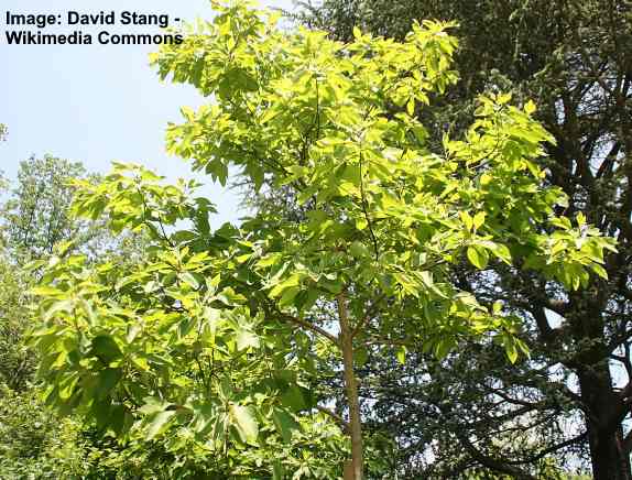 Sassafras Tree: Leaves, Flowers, Bark (Pictures) - Identification Guide