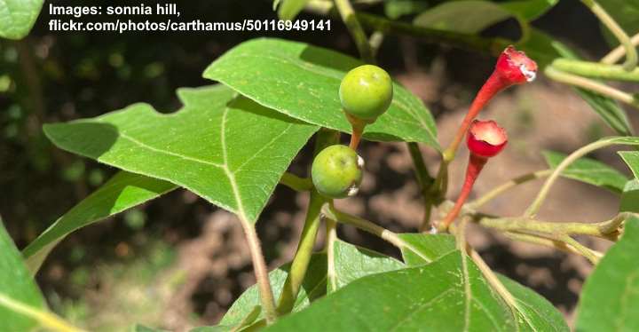 Sassafras Tree: Leaves, Flowers, Bark (Pictures) - Identification Guide