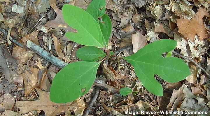 Sassafras Tree: Leaves, Flowers, Bark (Pictures) - Identification Guide