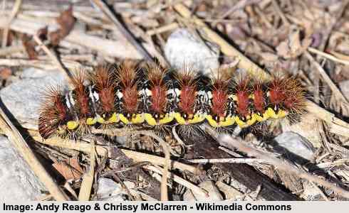Acronicta oblinita