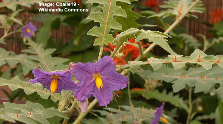 thorny bushes