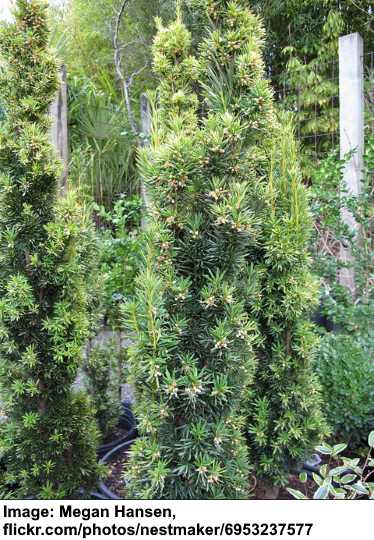 Irish yew Taxus baccata ‘Fastigiata aurea'