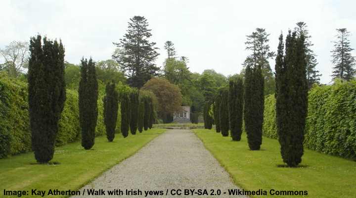 Irish yew Taxus baccata ‘Fastigiata'