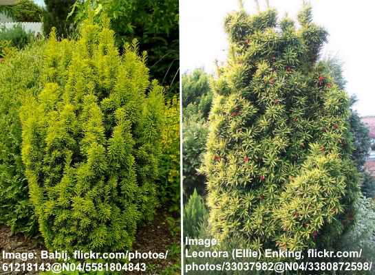 Taxus baccata cultivars