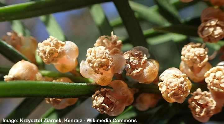 Taxus baccata flowers (pollen cones)