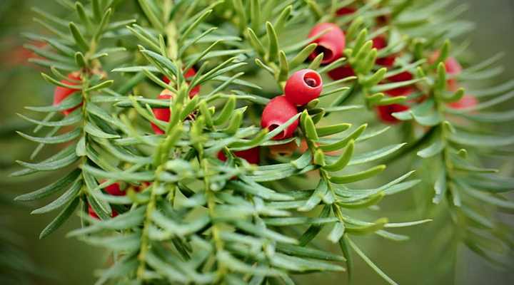 English yew Taxus baccata leaves and fruit