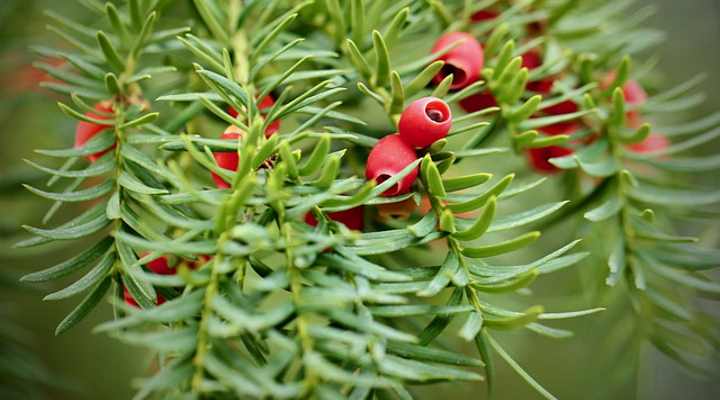 yew tree berries