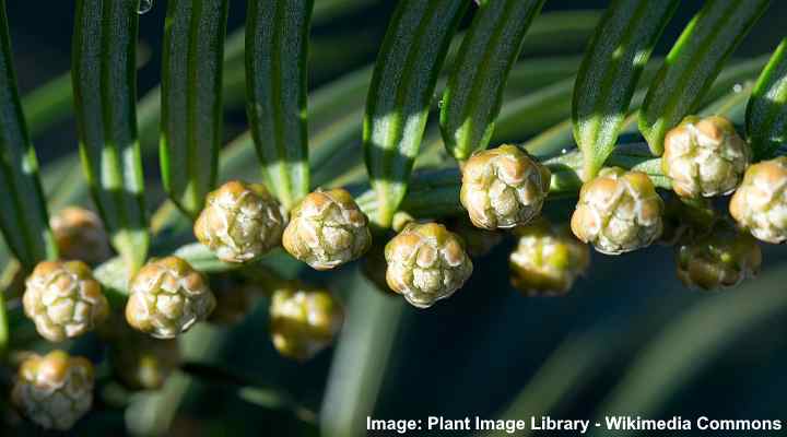 Taxus baccata English yew male flowers