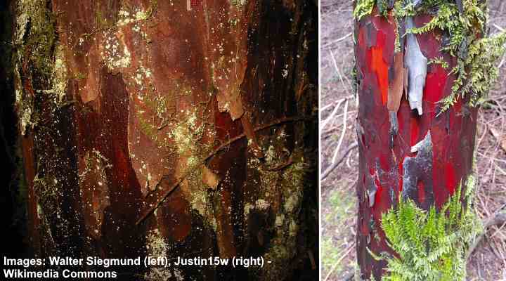 Pacific Yew / Western Yew (Taxus brevifolia) bark