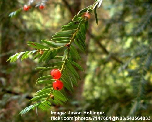 Pacific Yew / Western Yew (Taxus brevifolia) leaves and fruit