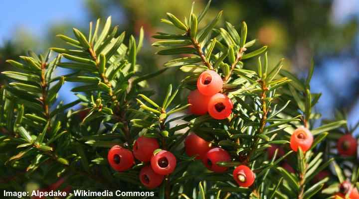 Japanese yew Taxus cuspidata leaves and fruit