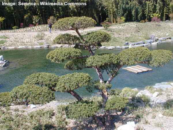 Japanese yew Taxus cuspidata trees cloud pruned