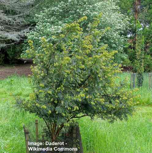 Himalayan Yew Taxus wallichiana