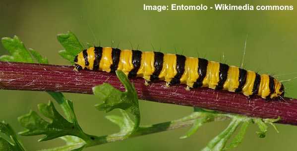 Cinnabar Moth (Tyria jacobaeae)