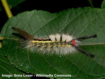 35 Black and Yellow Caterpillars (With Pictures) – Identification Guide