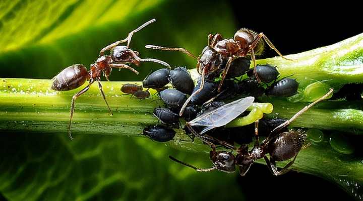 schwarze Blattläuse und Ameisen