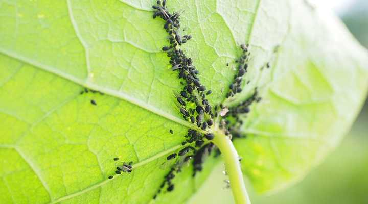 svarta bladlöss på växter