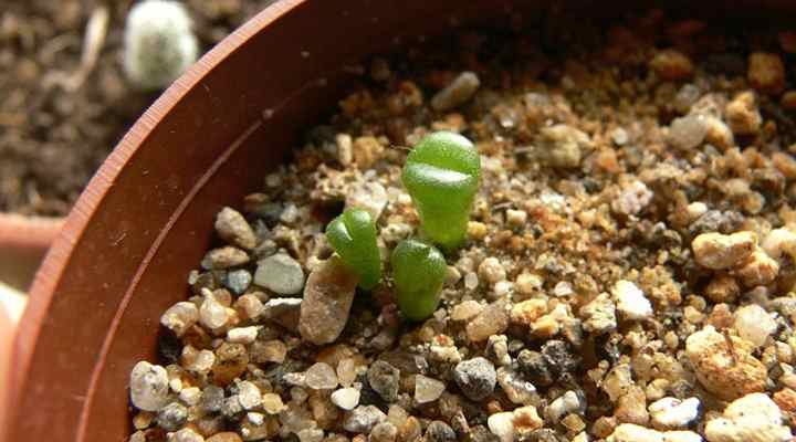 lithops seedlings