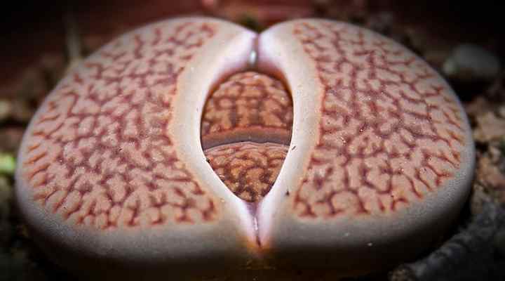 lithops growth cycle