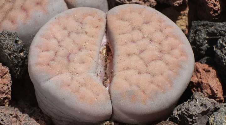 Living Stone Plant (Lithops Succulent)