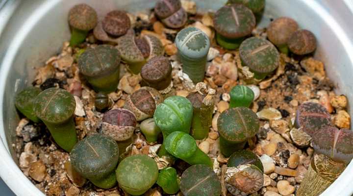 lithops light requirements