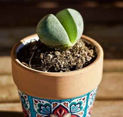 lithops succulent care