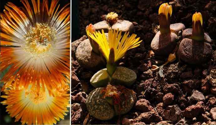 Lithops flower