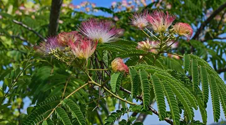 Mimosa Trees (Albizia Julibrissin): Facts, Flowers, Leaves ...