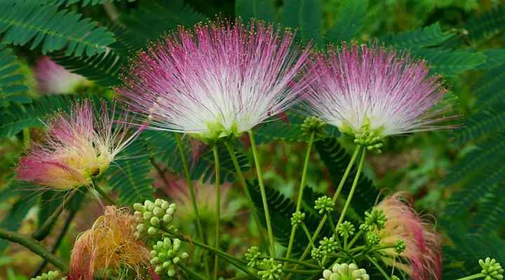 Mimosa Trees Albizia Julibrissin Facts Flowers Leaves Pictures