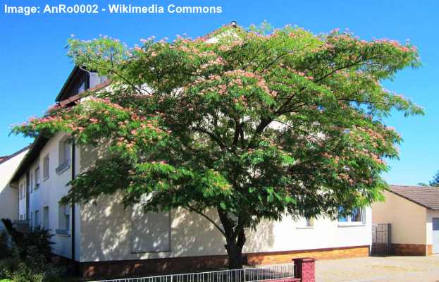 Mimosa Trees Albizia Julibrissin Facts Flowers Leaves Pictures