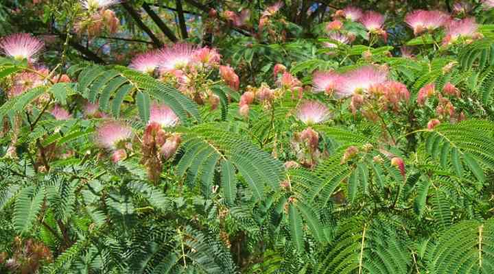 Mimosa Trees Albizia Julibrissin Facts Flowers Leaves Pictures