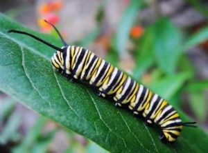 37 Texas Caterpillars (Including Stinging): An Identification Guide