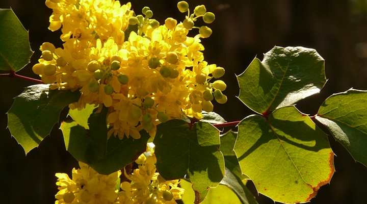 oregon grape Mahonia aquifolium