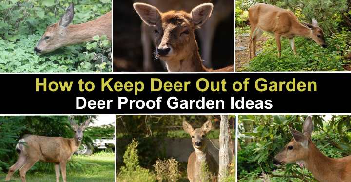 How To Keep Deer Out Of Garden Best Deer Proof Garden Ideas