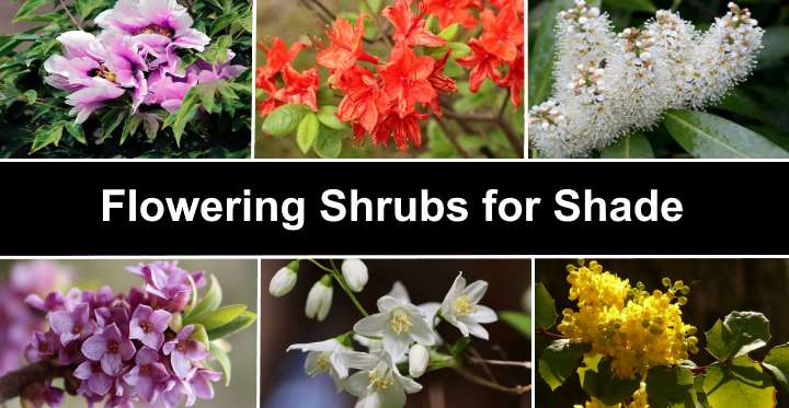 21 Flowering Shrubs For Shade With Pictures Identification Guide