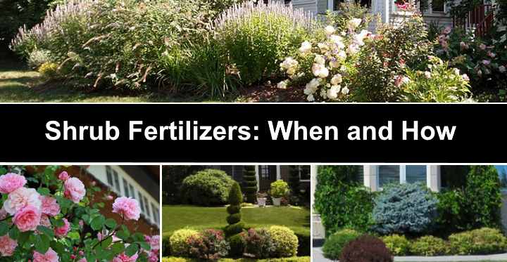 Shrub Fertilizers: When and How (Including The Best Shrub Fertilizers)