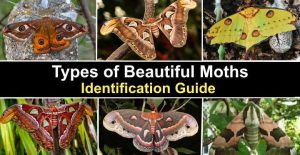 Types Of Beautiful Moths With Pictures Identification Guide