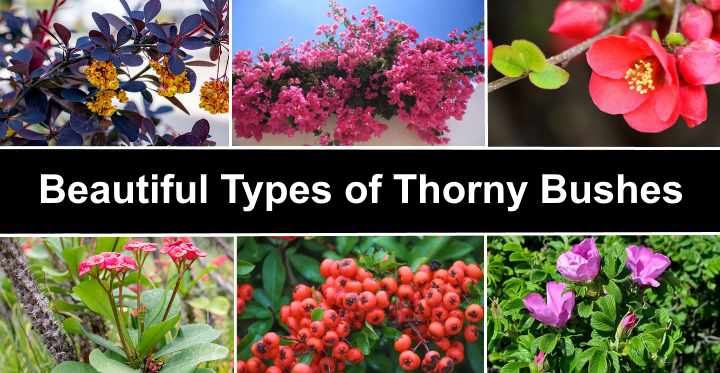 17 Types Of Thorny Bushes And Vines (With Pictures)