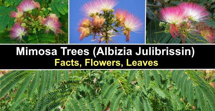 Mimosa Trees Albizia Julibrissin Facts Flowers Leaves Pictures