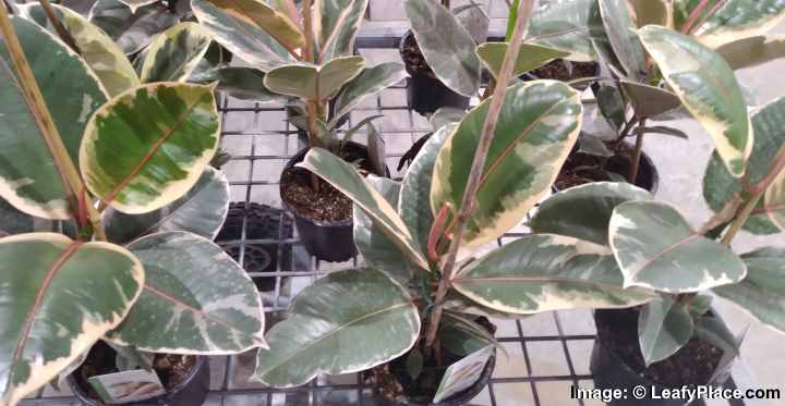 Tineke Rubber Tree Care Guide