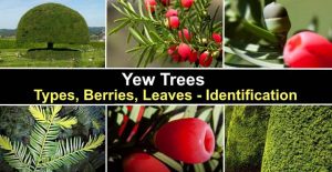 Yew Trees: Types, Berries, Leaves (Pictures) – Identification