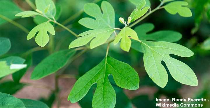 Sassafras Tree: Leaves, Flowers, Bark (Pictures) - Identification Guide